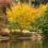 Ginko biloba ´Autumn Gold´