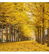 Ginko biloba ´Autumn Gold´