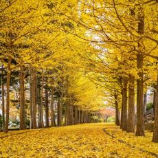 Ginko biloba ´Autumn Gold´
