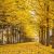 Ginko biloba ´Autumn Gold´