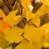Ginko biloba ´Autumn Gold´