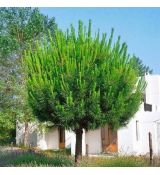 Pinus Pinea na kmienku