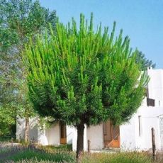Pinus Pinea na kmienku