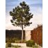 Pinus Pinea na kmienku