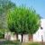 Taxodium distichum