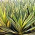 Yucca filamentosa ´Color Guard´