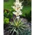 Yucca filamentosa ´Color Guard´