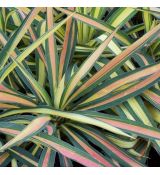 Yucca filamentosa ´Color Guard´