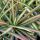 Yucca filamentosa ´Color Guard´