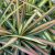 Yucca filamentosa ´Color Guard´