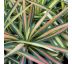 Yucca filamentosa ´Color Guard´ 9x9 / 0,5L
