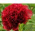 Paeonia lactiflora ´Red Magic´