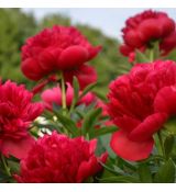 Paeonia lactiflora ´Red Magic´
