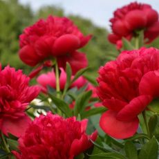 Paeonia lactiflora ´Red Magic´