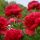 Paeonia lactiflora ´Red Magic´