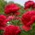 Paeonia lactiflora ´Red Magic´