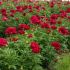 Paeonia lactiflora ´Red Magic´
