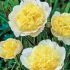 Paeonia lactiflora ´Primevere´