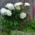 Paeonia lactiflora ´Primevere´