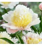 Paeonia lactiflora ´Primevere´