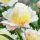 Paeonia lactiflora ´Primevere´