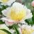Paeonia lactiflora ´Primevere´