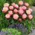 Paeonia lactiflora ´Pink Hawaiian Coral´