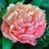 Paeonia lactiflora ´Pink Hawaiian Coral´