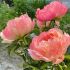 Paeonia lactiflora ´Pink Hawaiian Coral´