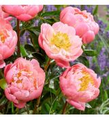 Paeonia lactiflora ´Pink Hawaiian Coral´