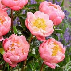 Paeonia lactiflora ´Pink Hawaiian Coral´