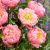 Paeonia lactiflora ´Pink Hawaiian Coral´