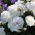 Paeonia lactiflora ´Festiva Maxima´