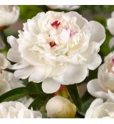 Paeonia lactiflora ´Festiva Maxima´