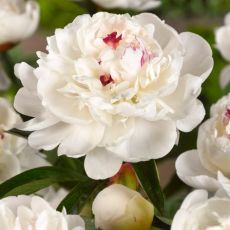 Paeonia lactiflora ´Festiva Maxima´