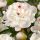 Paeonia lactiflora ´Festiva Maxima´