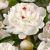 Paeonia lactiflora ´Festiva Maxima´