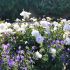 Paeonia lactiflora ´Festiva Maxima´