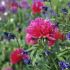 Paeonia officinalis ´Rosea Plena´