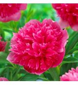 Paeonia officinalis ´Rosea Plena´
