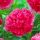 Paeonia officinalis ´Rosea Plena´