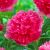 Paeonia officinalis ´Rosea Plena´