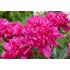 Paeonia officinalis ´Rosea Plena´
