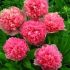 Paeonia officinalis ´Rosea Plena´