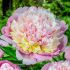 Paeonia lactiflora ´Madame Calote´