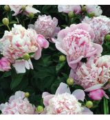 Paeonia lactiflora ´Madame Calote´