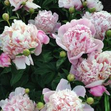 Paeonia lactiflora ´Madame Calote´