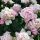 Paeonia lactiflora ´Madame Calote´