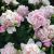 Paeonia lactiflora ´Madame Calote´