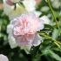 Paeonia lactiflora ´Madame Calote´